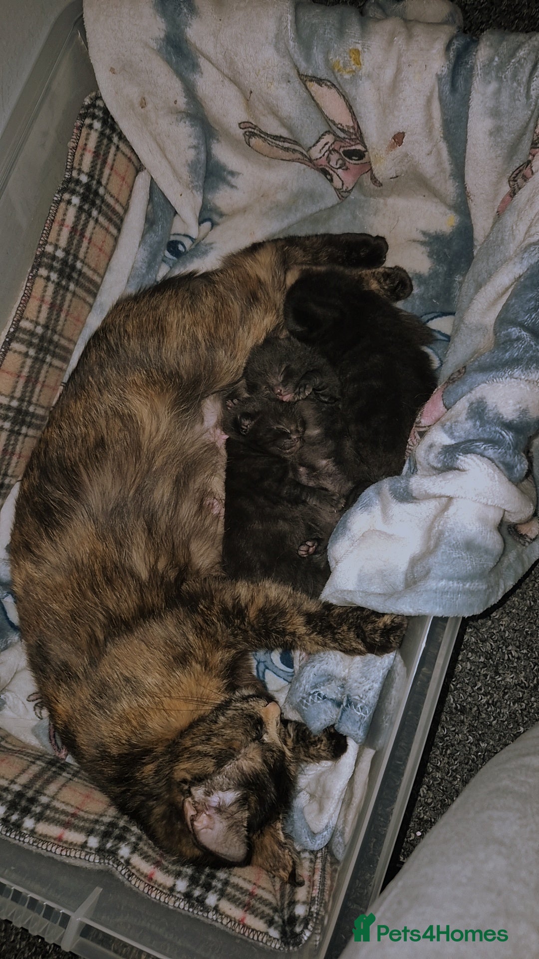 Mixed Breed cats 3 kittens ready to go on the 4 of July  - Advert 1