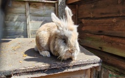 Lionhead rabbits for sale: Rabbit - Image 3