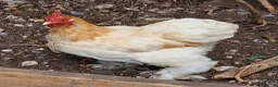 Chickens poultry for sale: Bantam Pekingese Hens - Advert 10