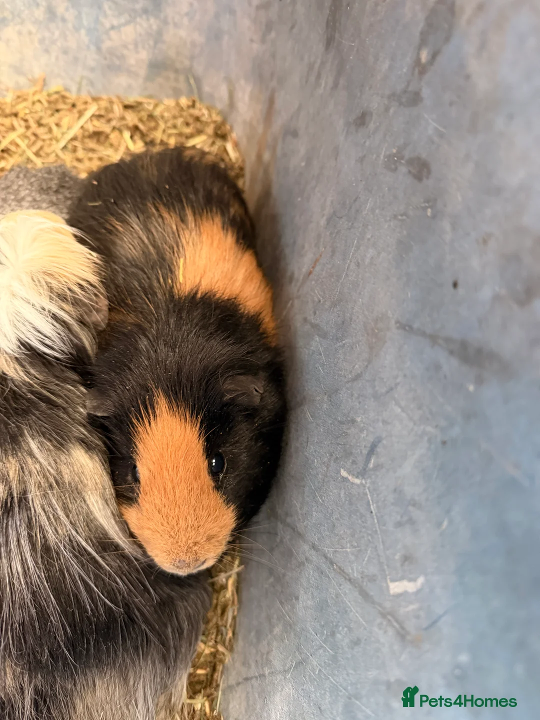 Guinea Pig rodents for sale: All male guinea pigs  - Advert 4