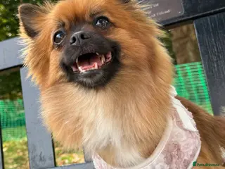 Maltipom dogs Maltipom puppies - Advert 14