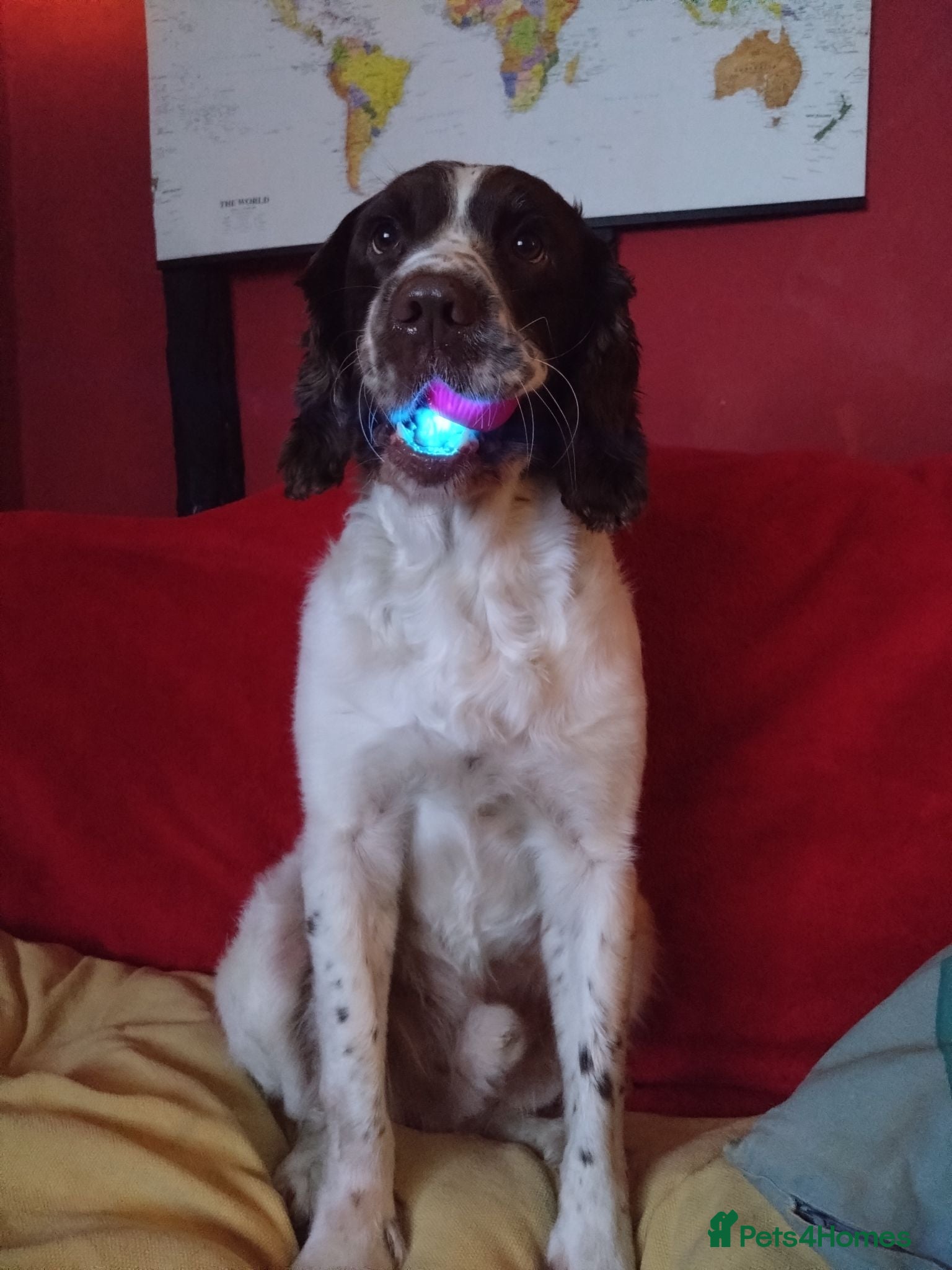 English Springer Spaniel dogs Massive! Boy Stud, WORKING AS ASSISTANCE DOG - Advert 13