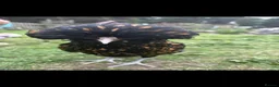 Chickens poultry for sale: Fertile Eggs for sales - Advert 2