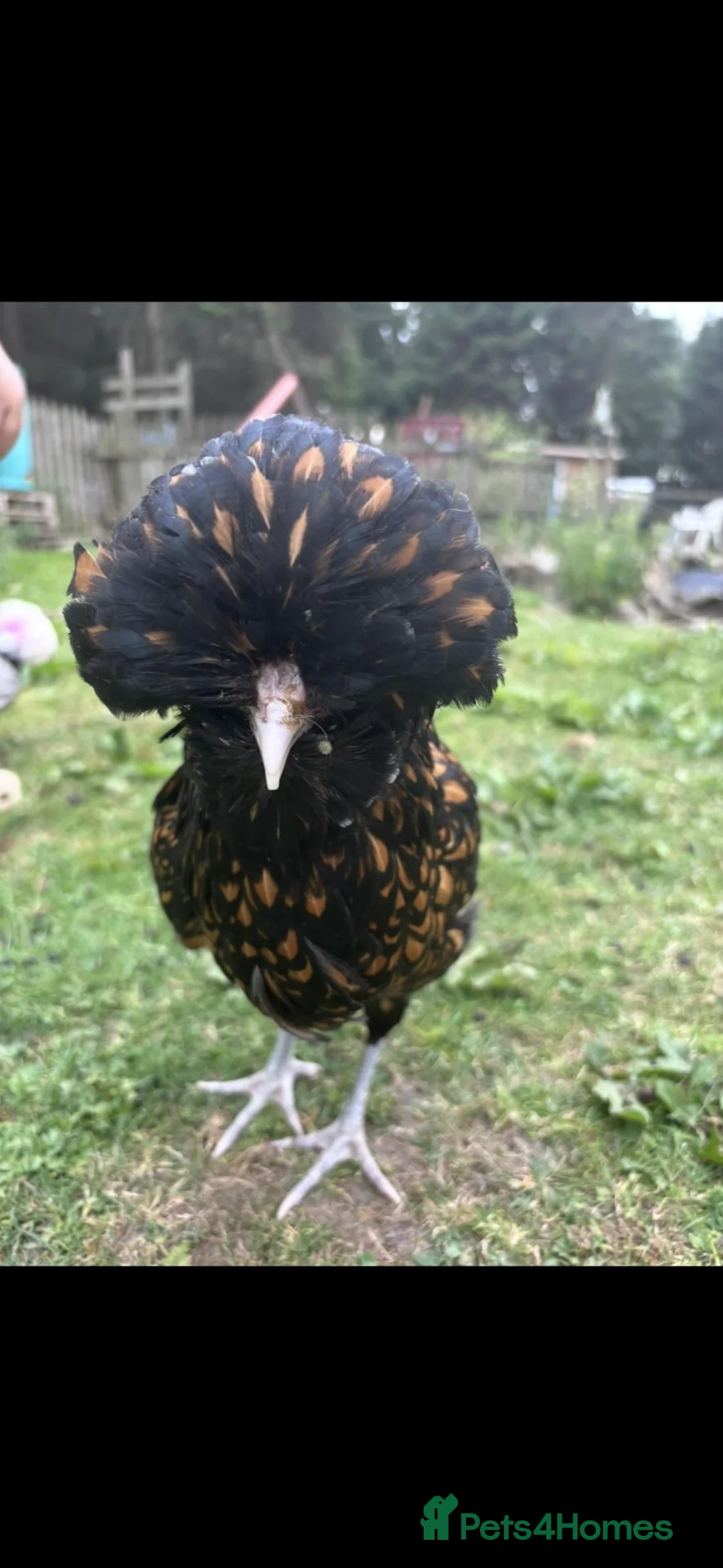 Chickens poultry for sale: Fertile Eggs for sales - Advert 2