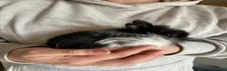 Lionhead rabbits for sale: 3 Gorgeous Lionhead Boy Rabbits  - Advert 6