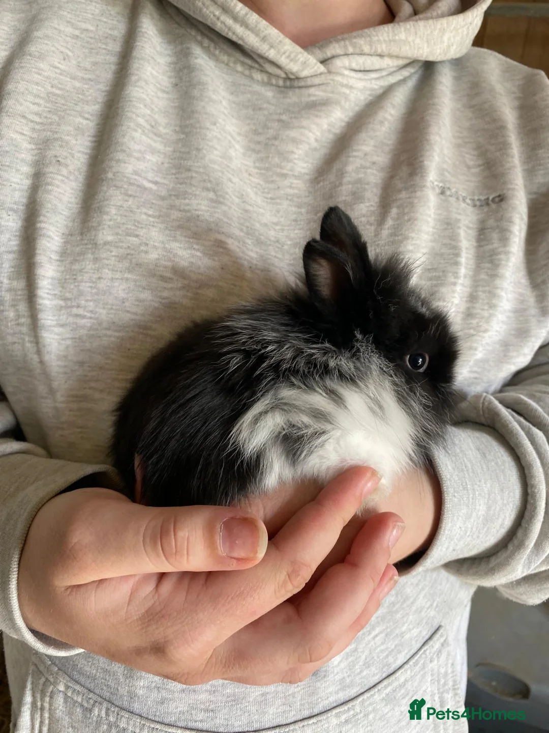 Lionhead rabbits for sale: 3 Gorgeous Lionhead Boy Rabbits  - Advert 6
