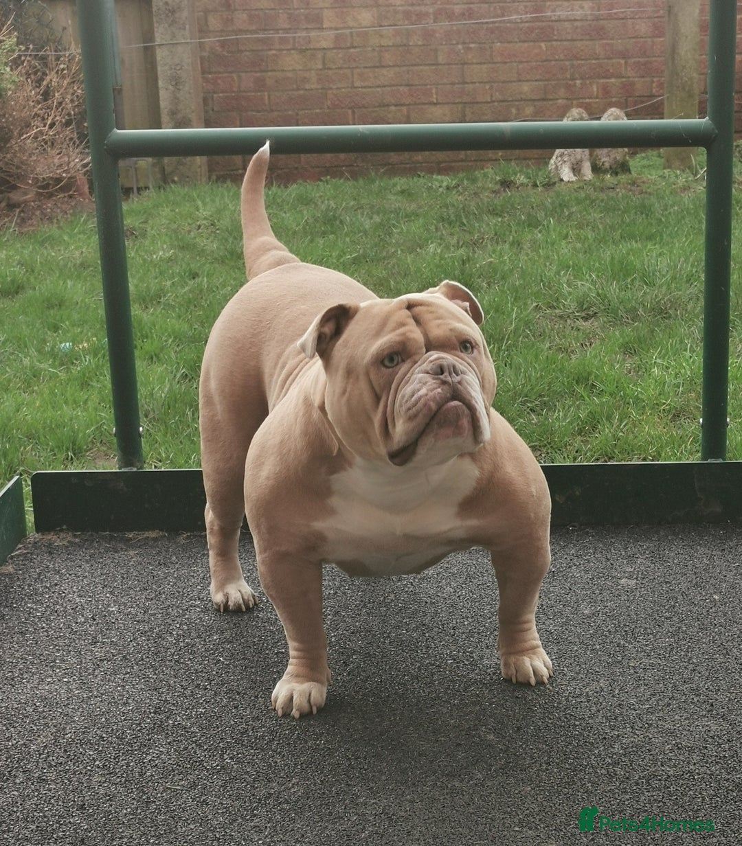 Olde English Bulldogge dogs for sale: Olde english bulldogge pups 1 male / 1 female  - Image 4