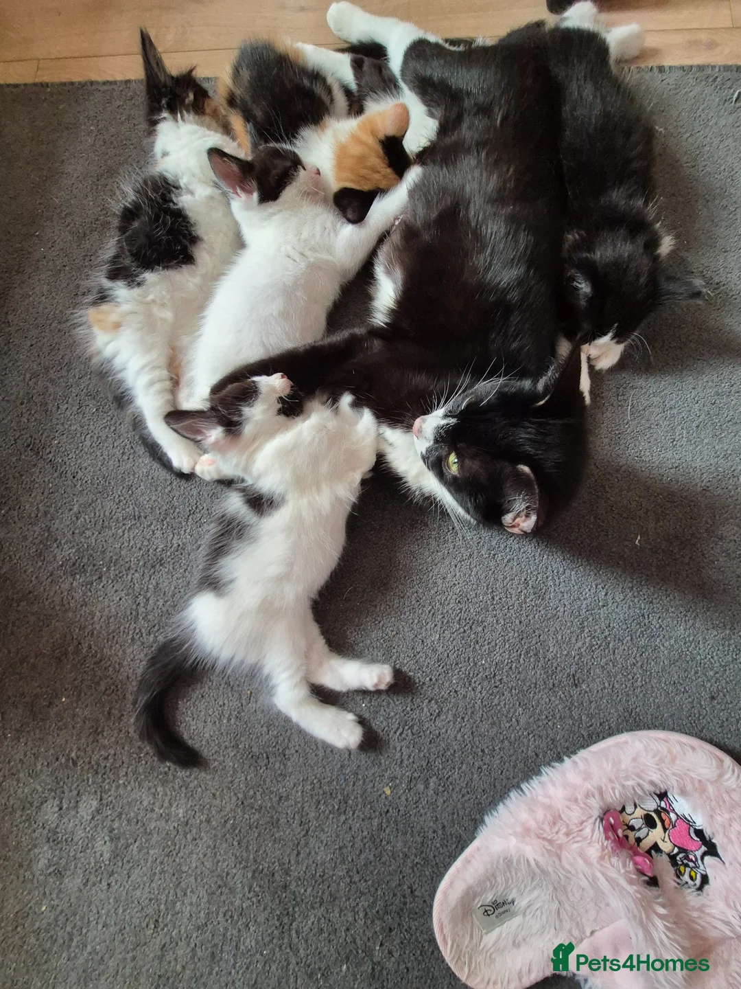 Mixed Breed cats for sale: Female kitten for sale  - Advert 2