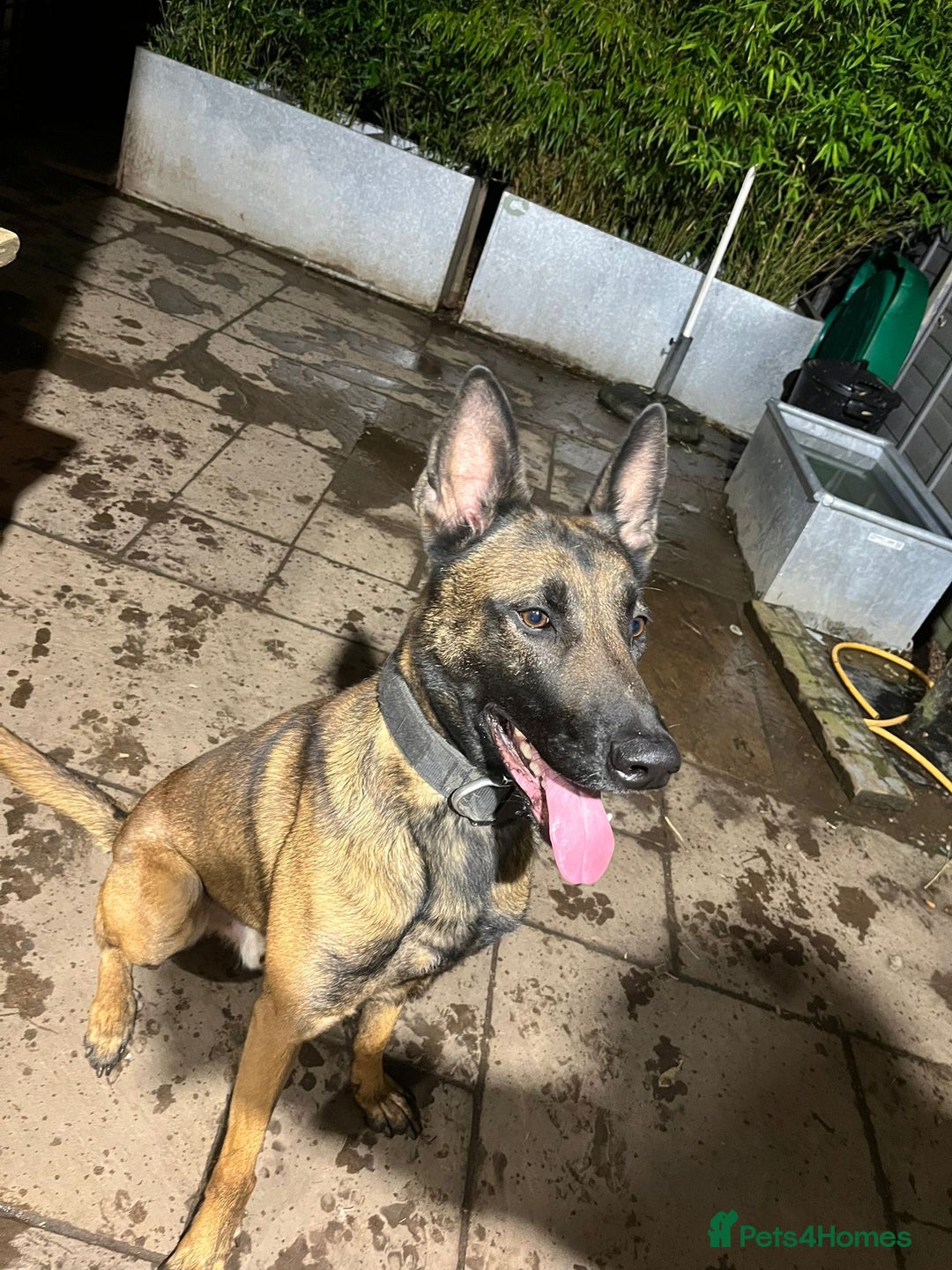 Belgian Shepherd Dog dogs for sale: Bandit looking for a loving home  - Image 3