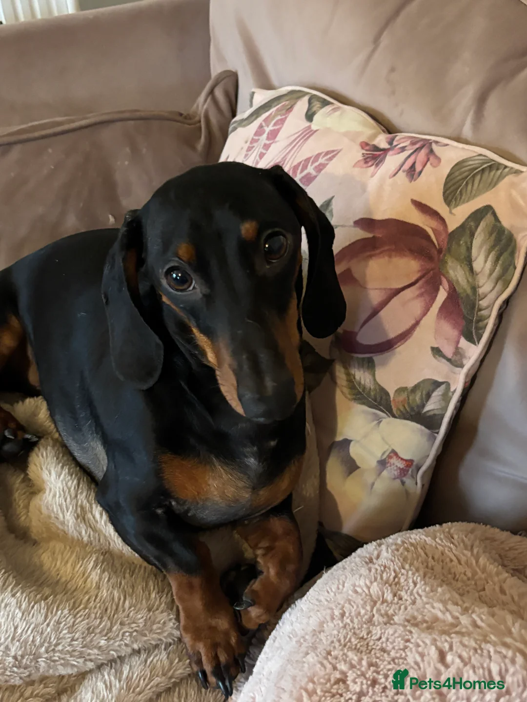 Dachshund dogs for sale: Male dautchund puppy  - Advert 8