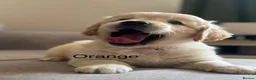 Golden Retriever dogs for sale: Health tested, KC reg Golden retriever puppies - Advert 18