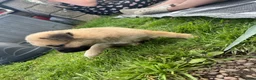 Mixed Breed dogs for sale: 7 beautiful Malkita x puppies with unique colours  - Advert 5