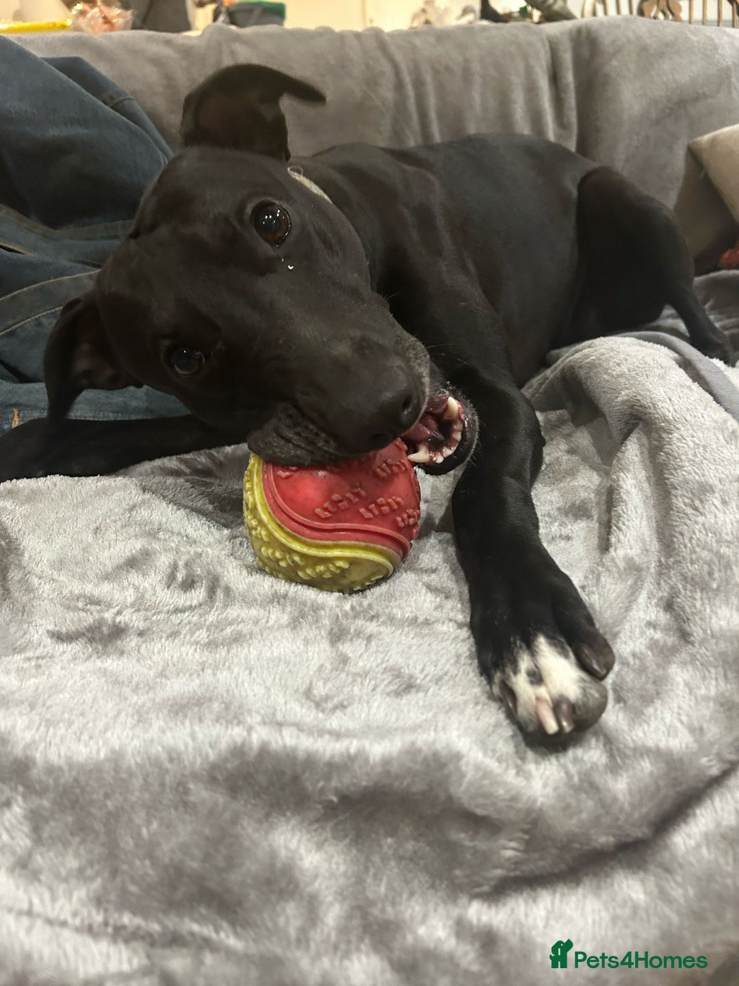 Mixed Breed dogs for sale: FREE TO A GOOD HOME - Image 2