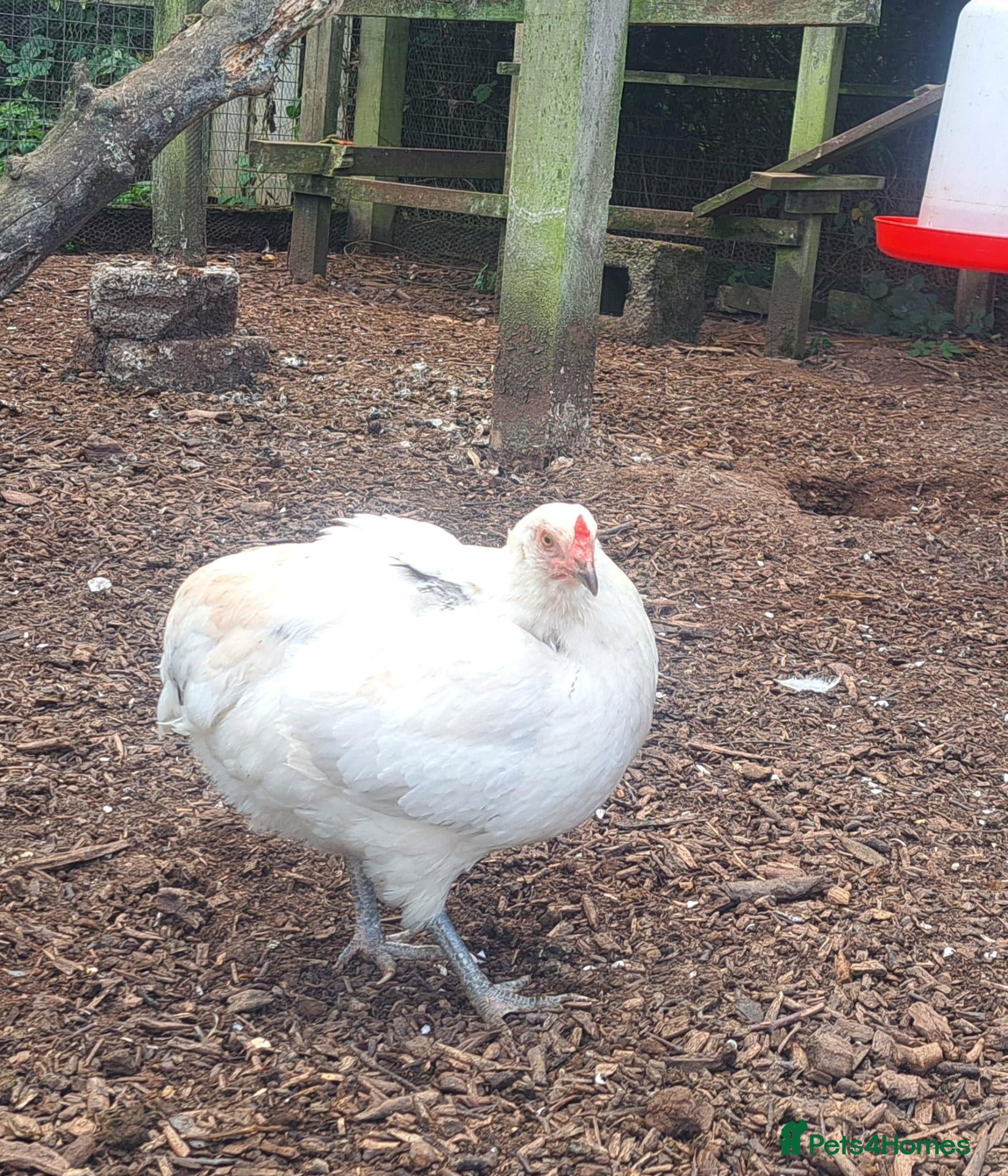 Chickens poultry 2 beautiful chooks laying well - Advert 17