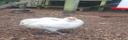 Chickens poultry for sale: 2 beautiful chooks laying well - Advert 1