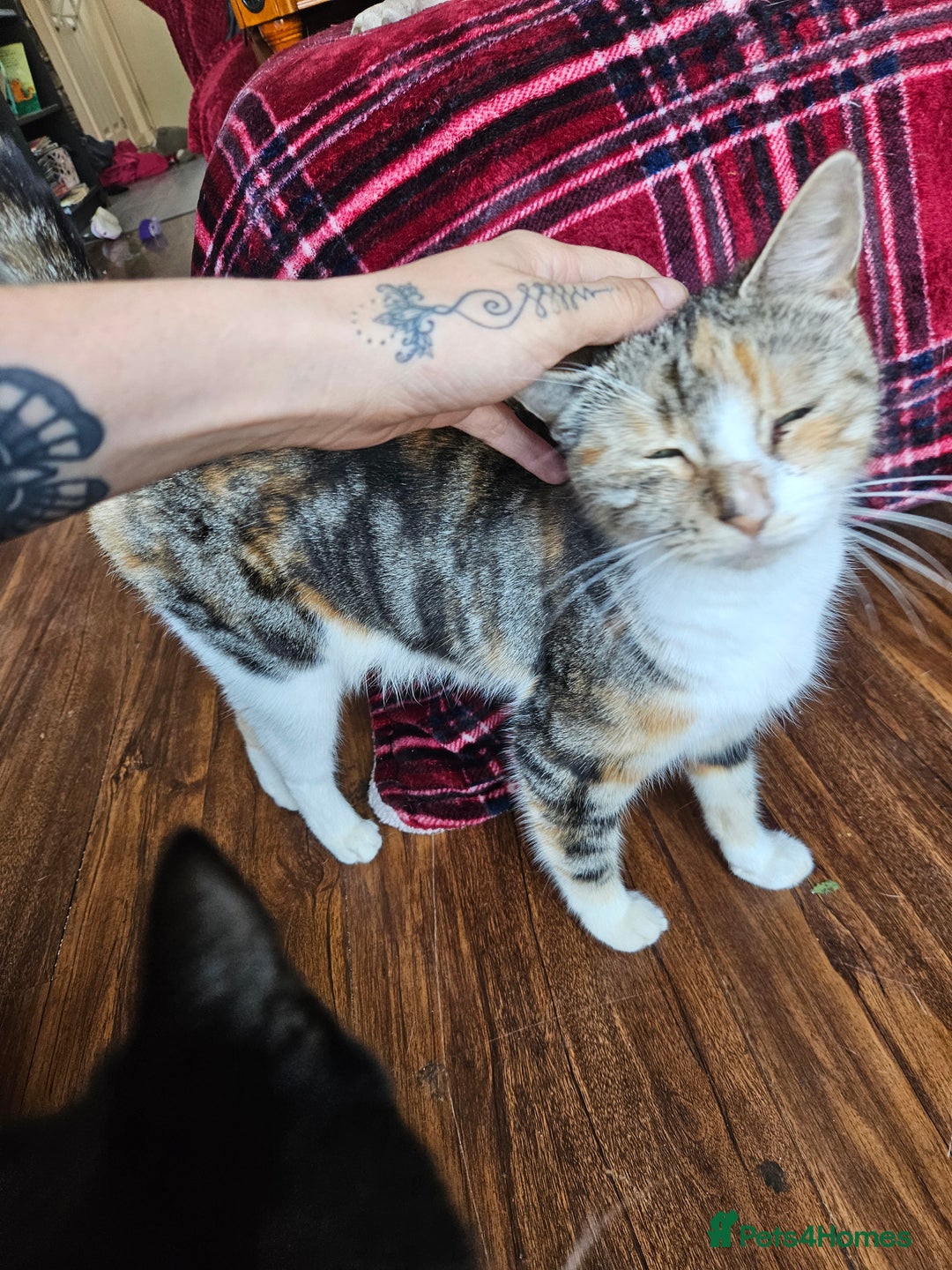 Mixed Breed cats for sale: Kittens For Sale - Image 6