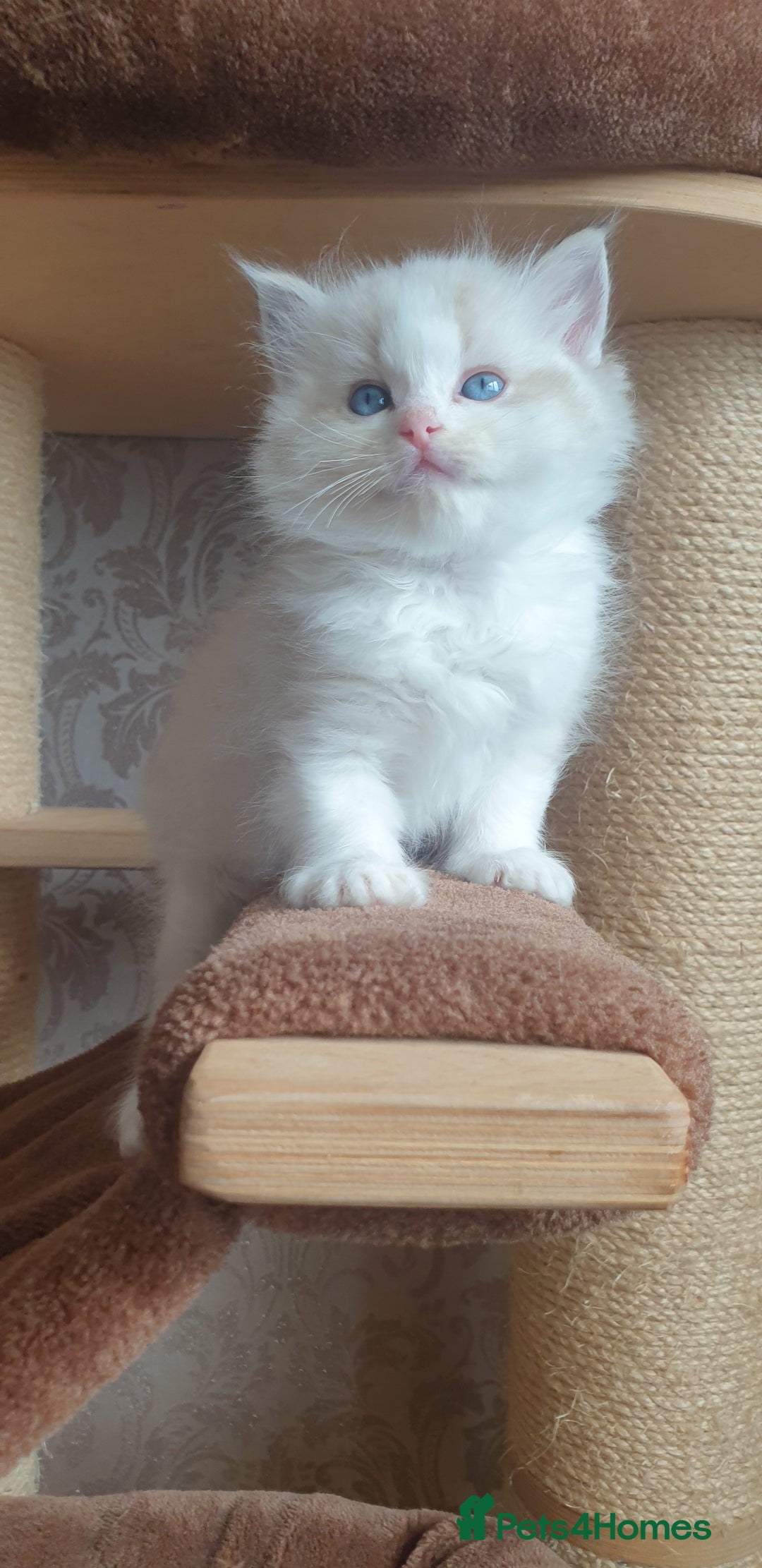 Ragdoll cats for sale: Last beautiful Snowleopard boy available  - Image 13