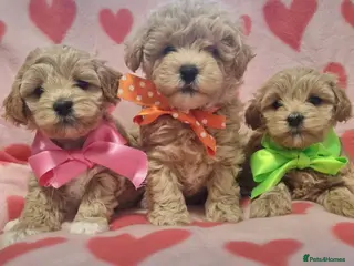 Maltipoo dogs Adorable very small maltipoo puppies 🐶❤️ - Advert 1