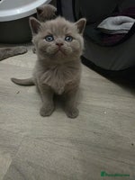 British Shorthair cats Stunning British shorthair kittens - Advert 14