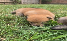 Japanese Shiba Inu dogs for sale: 4 Stunning sesame shibas pups ❤️ - Image 12