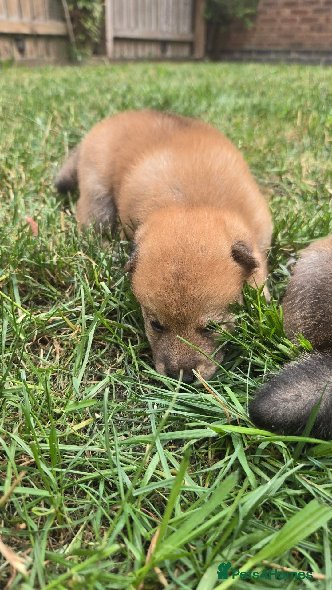 Japanese Shiba Inu dogs for sale: 4 Stunning sesame shibas pups ❤️ - Image 12