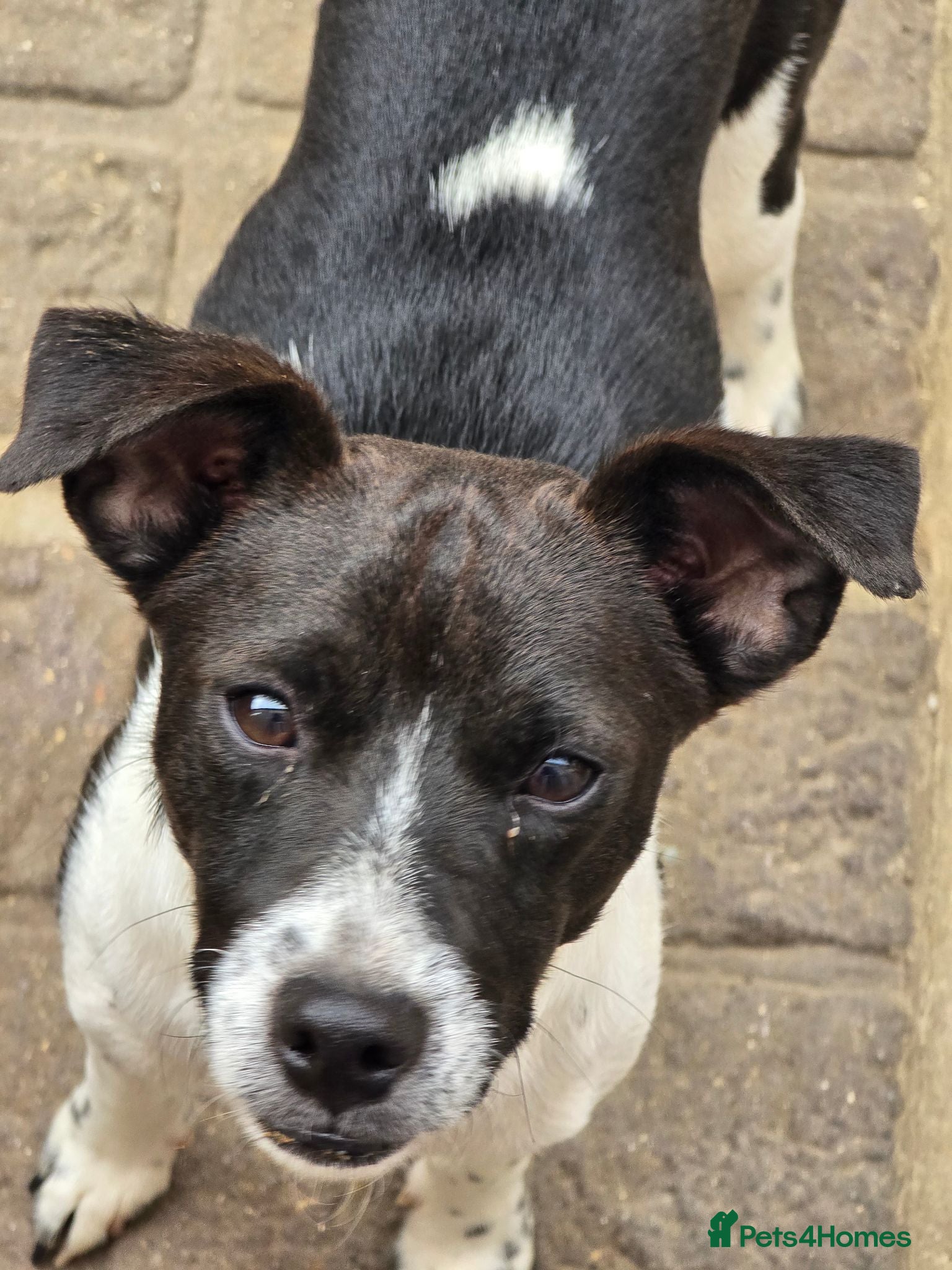 Jack Russell dogs Meet Bandit 🖤🤍 - Advert 12