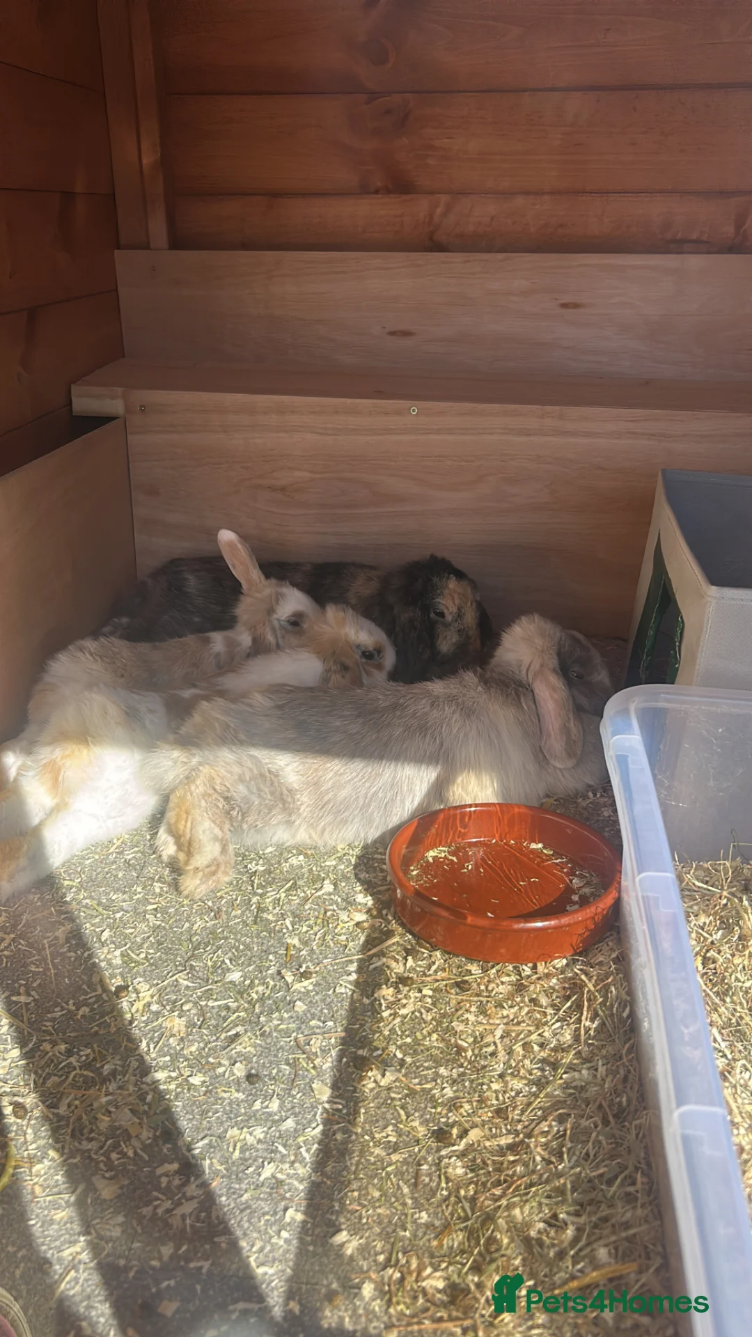 Dwarf Lop rabbits for sale: Mini Dwalf lop bunnies - Advert 6