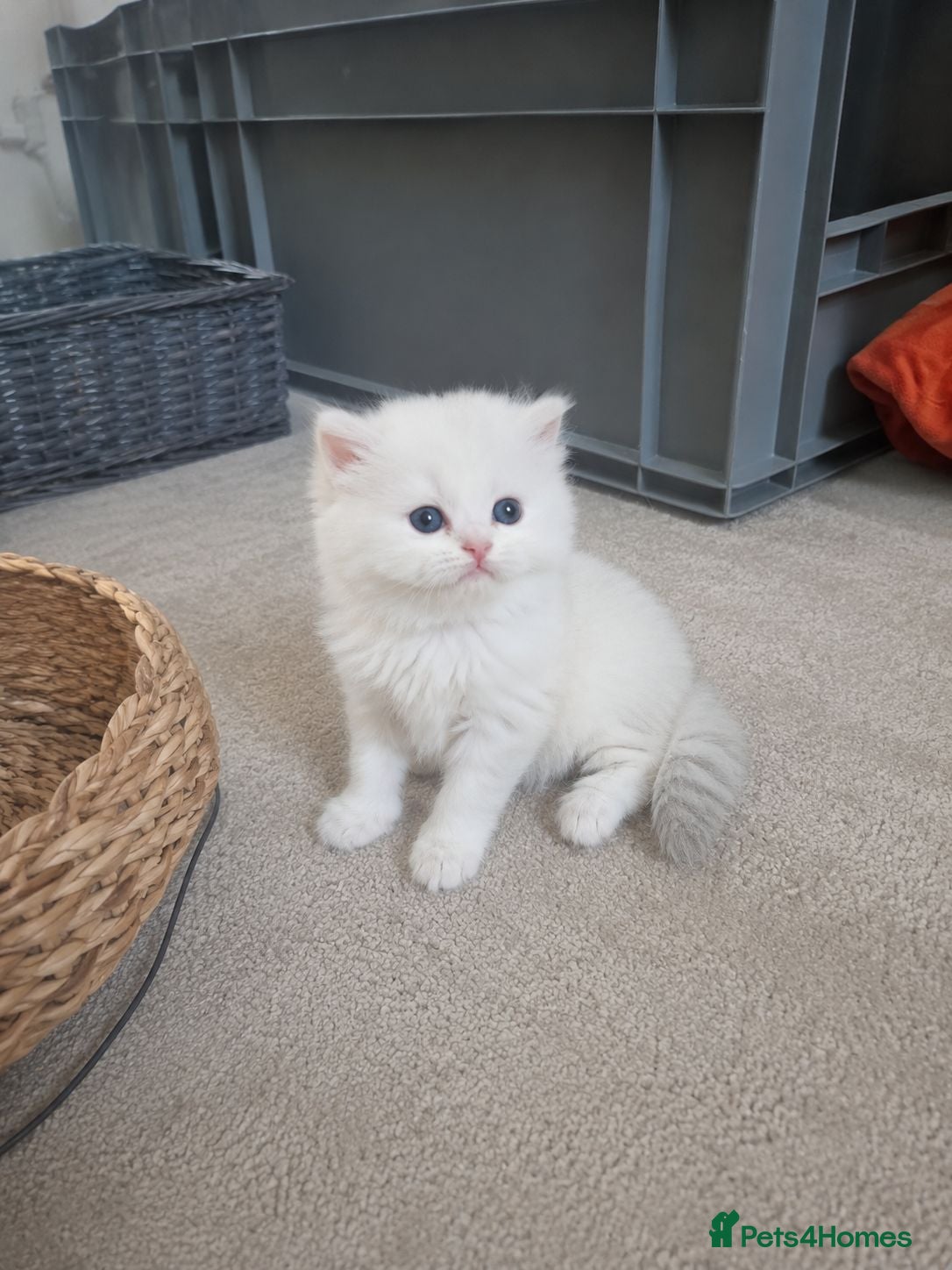British Longhair cats Fluffy Chunky British Longhair  - Advert 8