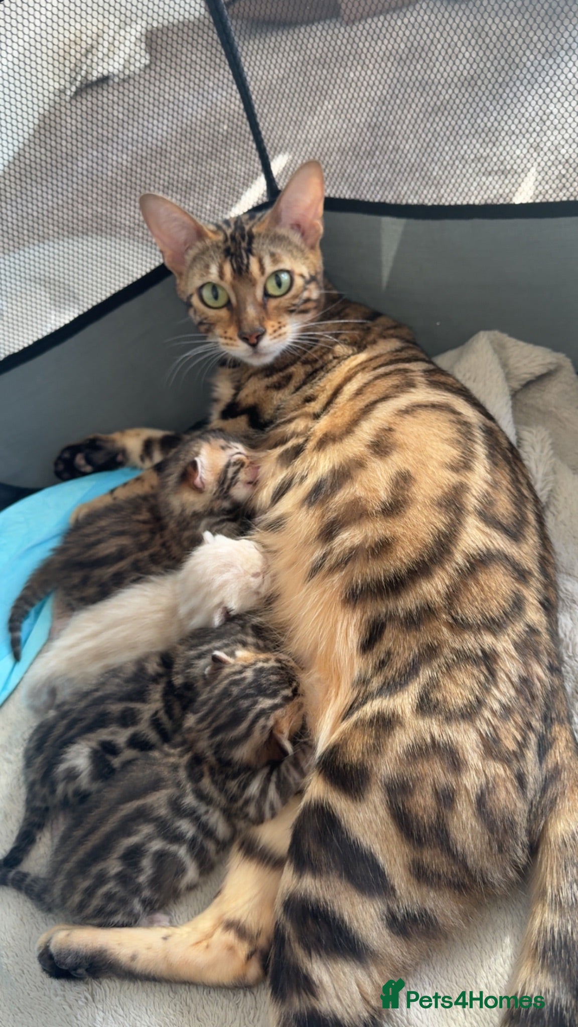 Bengal cats 100% pure Bengal Kittens  🐾 - Advert 15