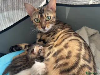 Bengal cats 100% pure Bengal Kittens 🐾 - Advert 15