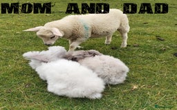 Angora rabbits for sale: Pure Breed Full Face Angora Kits - Image 12
