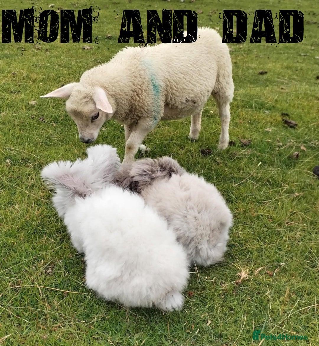Angora rabbits for sale: Pure Breed Full Face Angora Kits - Image 12