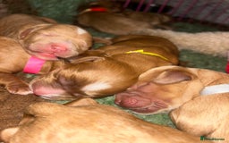 Cavapoo dogs for sale: Rare unique moyen Cavapoos - Image 1