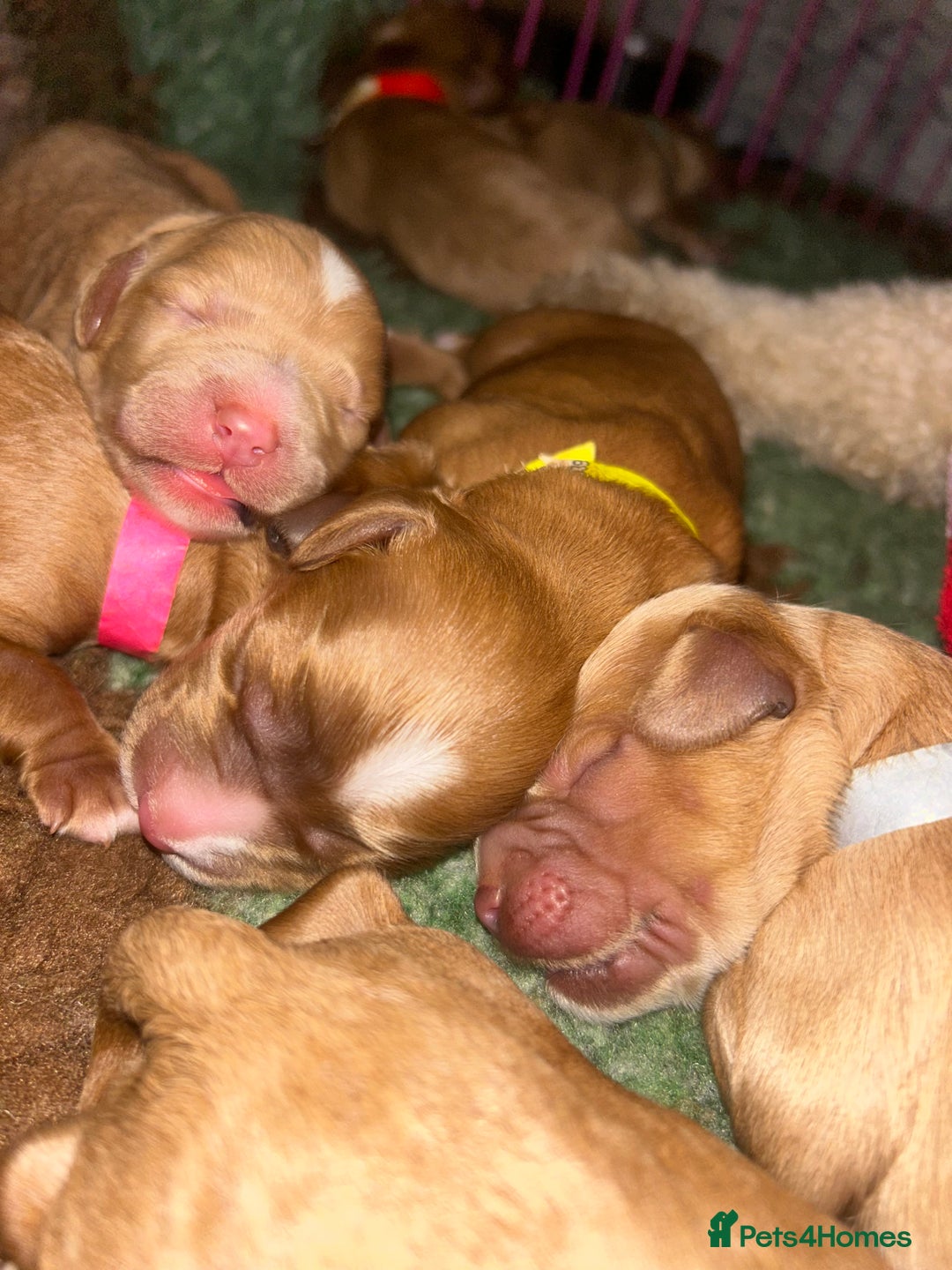 Cavapoo dogs for sale: Rare unique moyen Cavapoos - Image 1