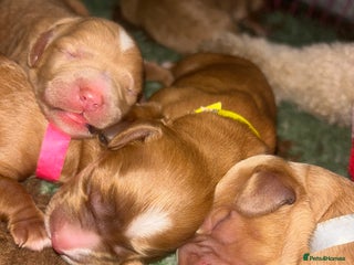 Cavapoo dogs - Advert 2