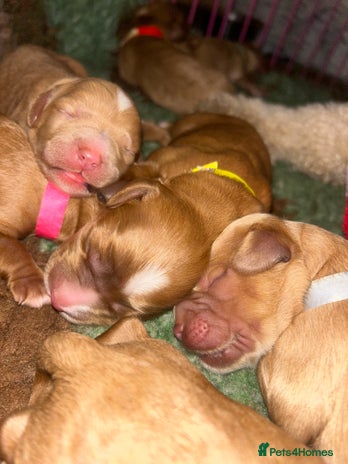 Cavapoo dogs - Advert 2