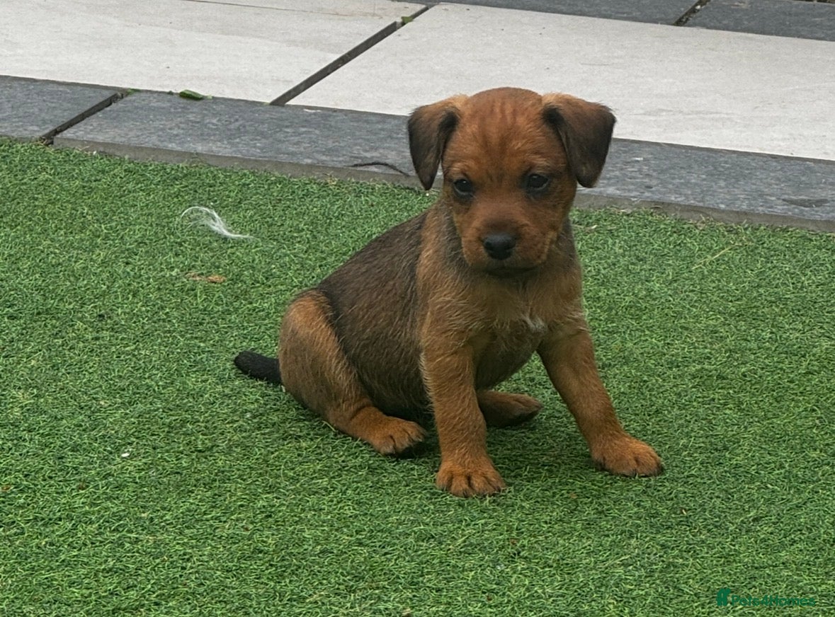Mixed Breed dogs Fell terriers  - Advert 13