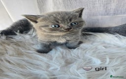 British Shorthair cats for sale: A charming kitten will be available in December. - Image 26