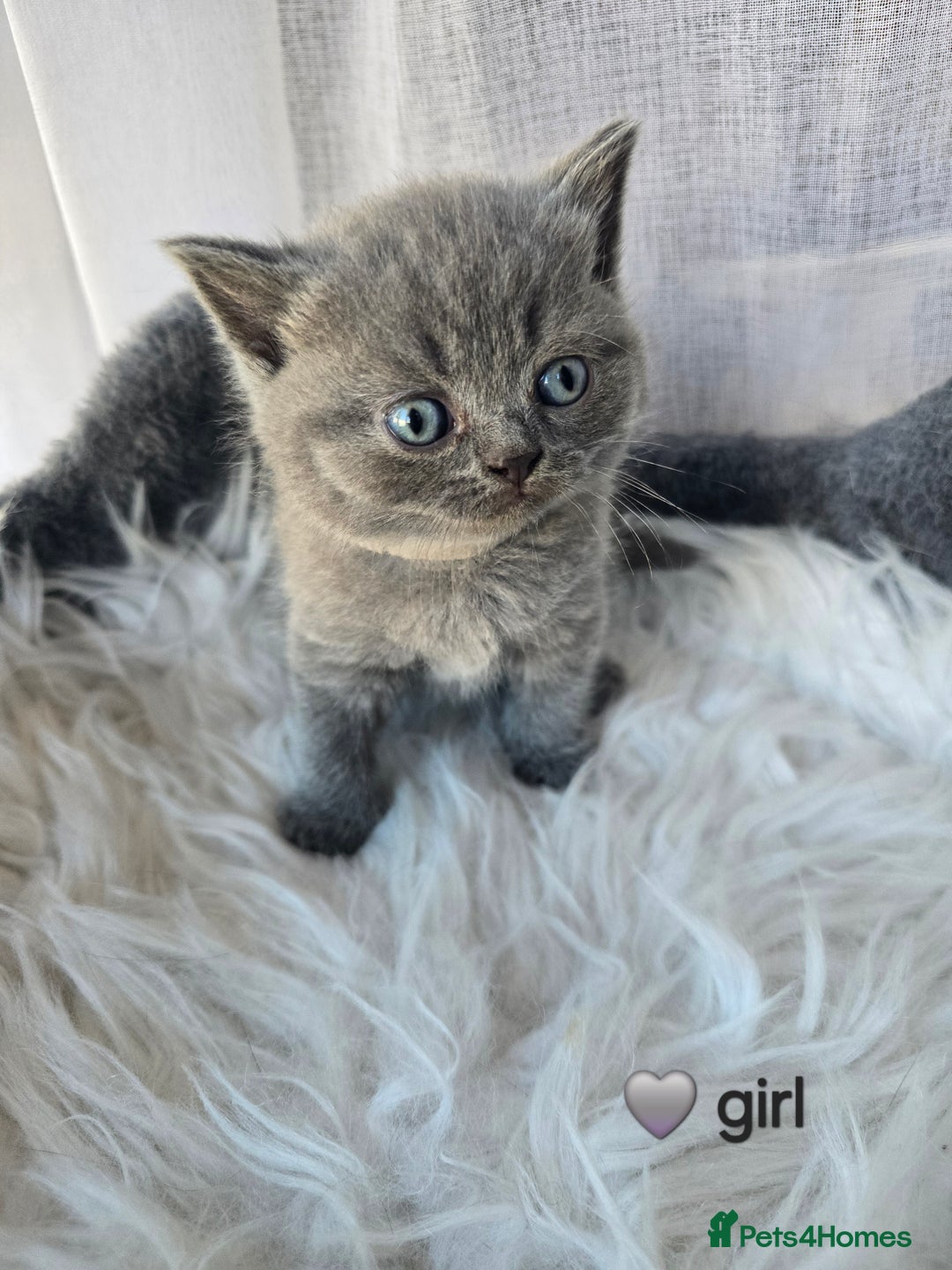 British Shorthair cats for sale: A charming kitten will be available in December. - Image 26