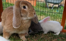 French Lop rabbits for sale: RESERVED Beautiful French Lop Cross Giant Bunnies - Image 5