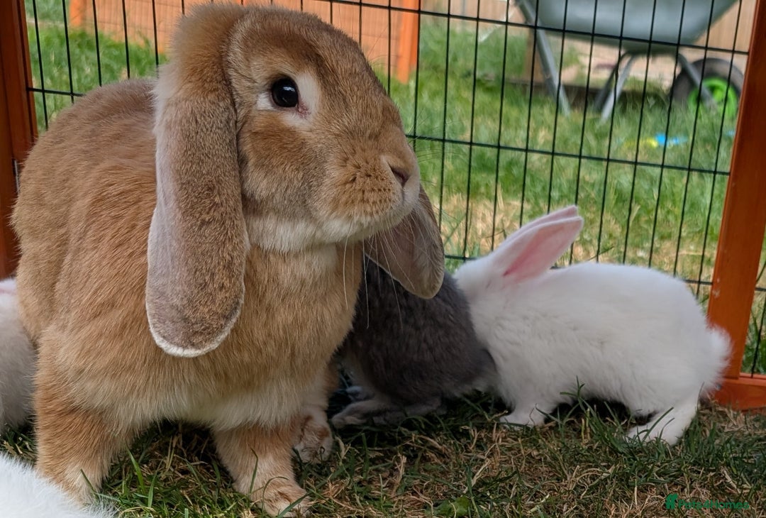 French Lop rabbits for sale: RESERVED Beautiful French Lop Cross Giant Bunnies - Image 5