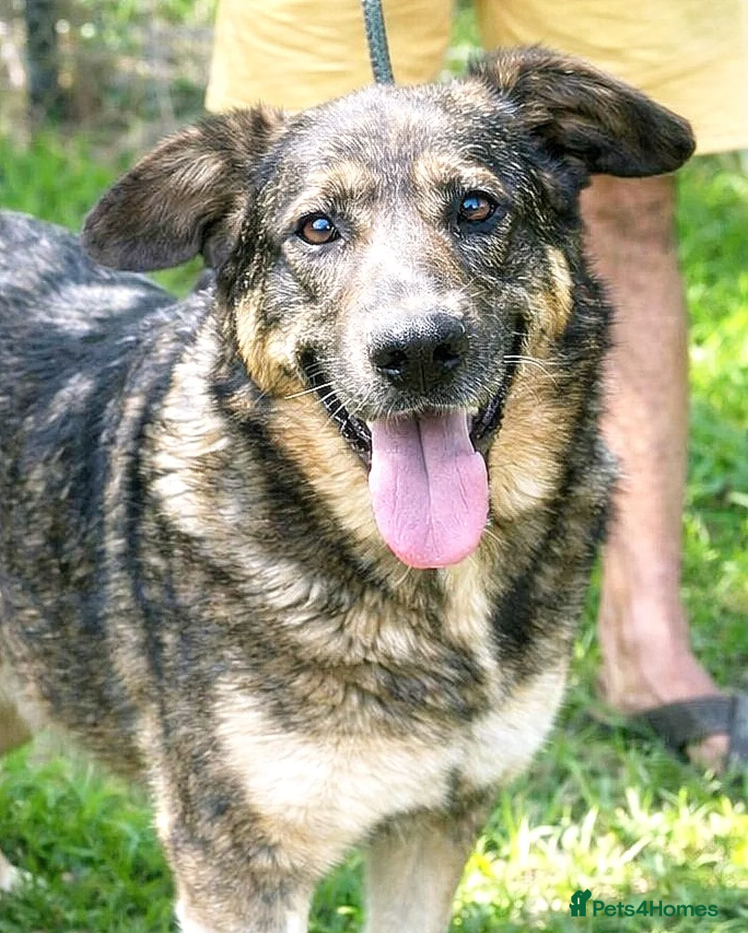 Mixed Breed dogs for adoption: ♫ Josephine with The Sweetest Smile 💕 - Advert 2