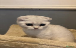 Scottish Fold cats for sale: SCOTTISH FOLD FEMALE KITTENS - Image 10