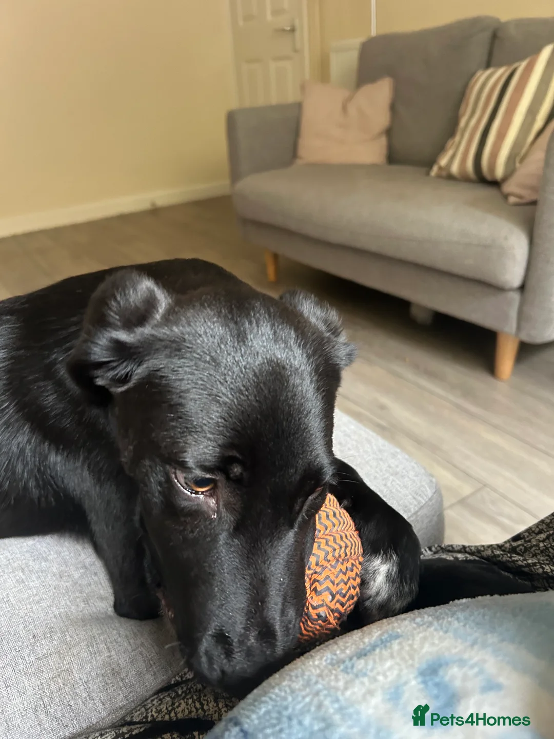 Mixed Breed dogs for sale: Maverick (Mav) - Advert 6