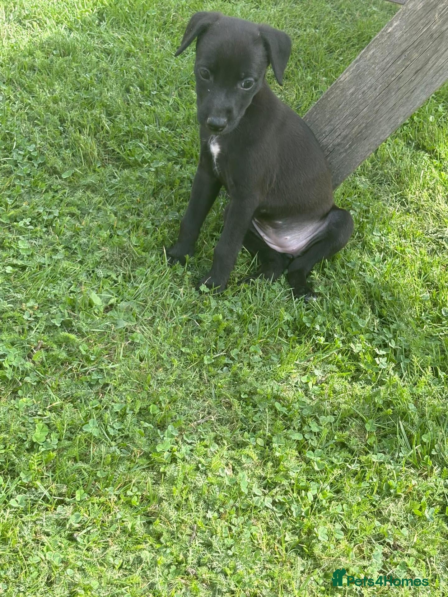 Mixed Breed dogs Beautiful Bedlington whippet puppies  - Advert 1