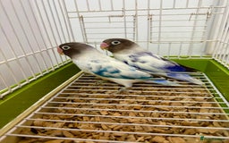 Lovebirds birds for sale: Masked Fischer Dominant Violet Blue Lovebirds - Image 4