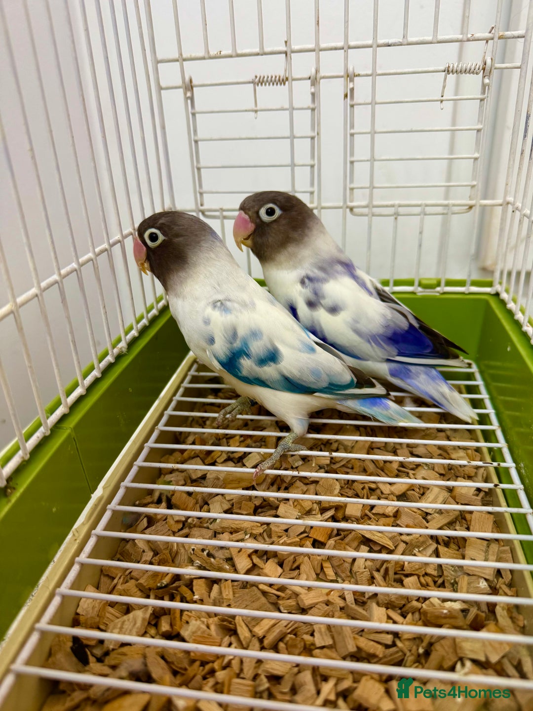 Lovebirds birds for sale: Masked Fischer Dominant Violet Blue Lovebirds - Image 4