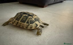 Tortoise reptiles for sale: Female hermann tortoise age 5 - Image 3