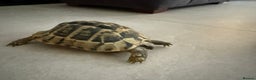 Tortoise reptiles for sale: Female hermann tortoise age 5 - Advert 3