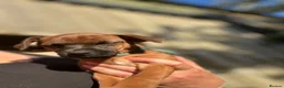 Patterjack dogs for sale: Patterjack pups with amazing & rare colours!  in Etchingham - Advert 13